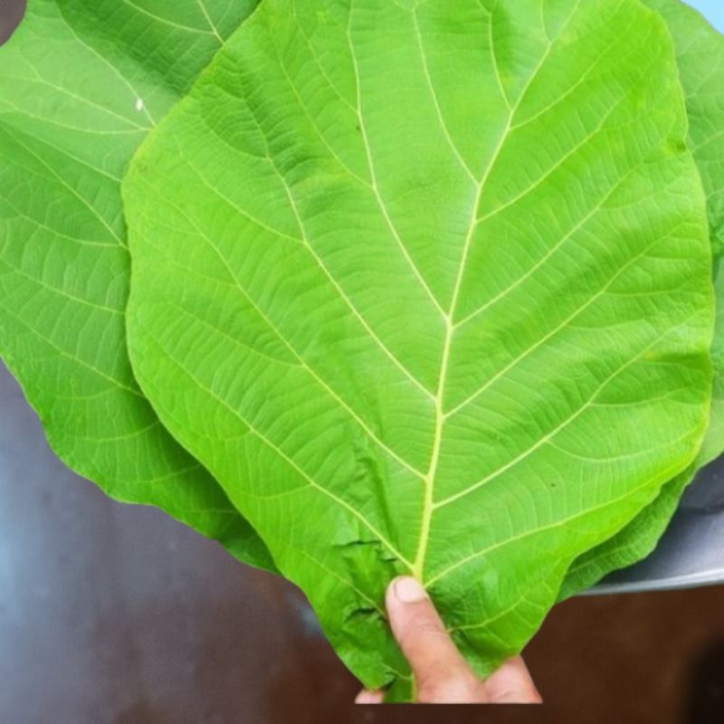 

Daun Jati Segar Besar (bungkus nasi) 1 lembar baru petik