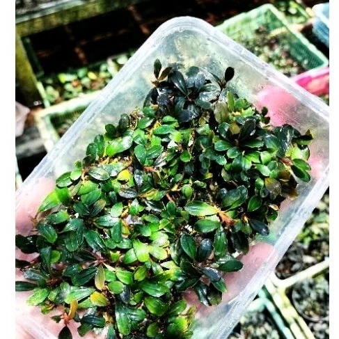 Bucephalandra mini micro melawi per mika