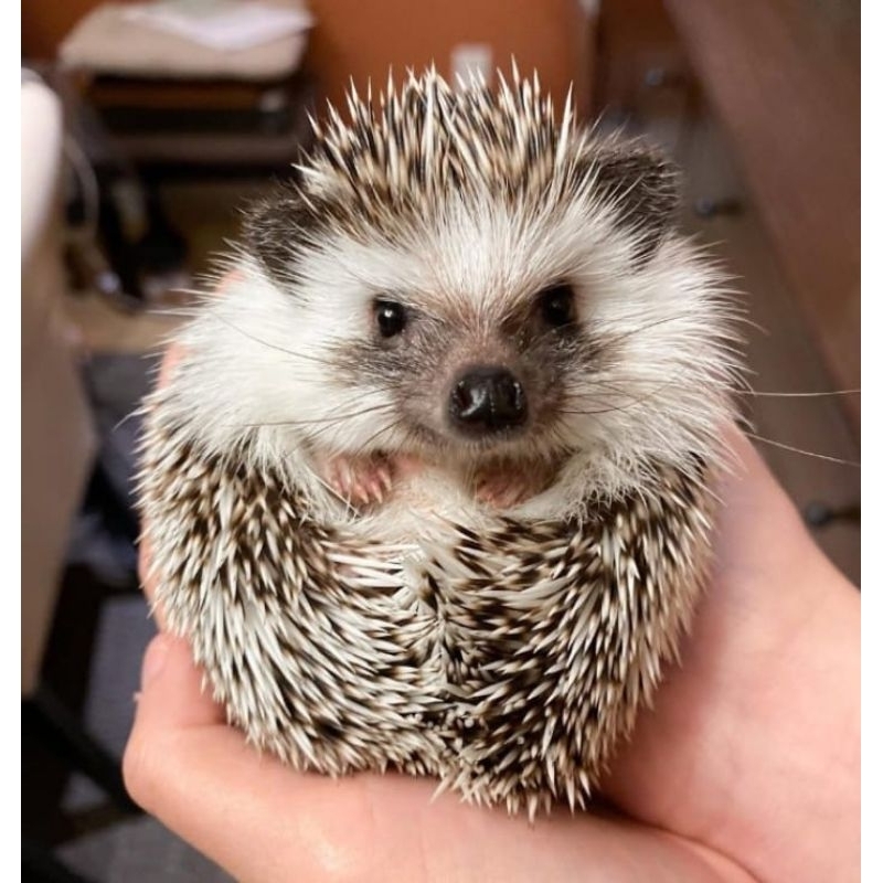 Landak mini hewan peliharaan (kirim Instant/saame day)