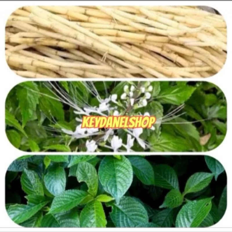 

Paket komplit segar terdiri dari tiga jenis tanaman sesuai varian