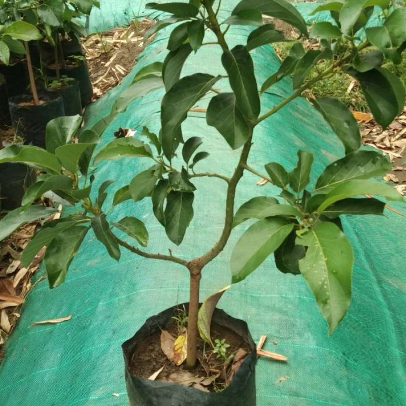 BIBIT ALPUKAT ALIGATOR SIAP BERBUAH