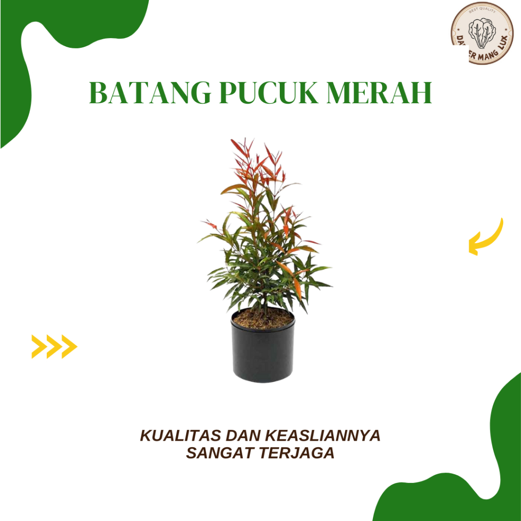 

DRIED SERBUK BATANG PUCUK MERAH BEST SELLER