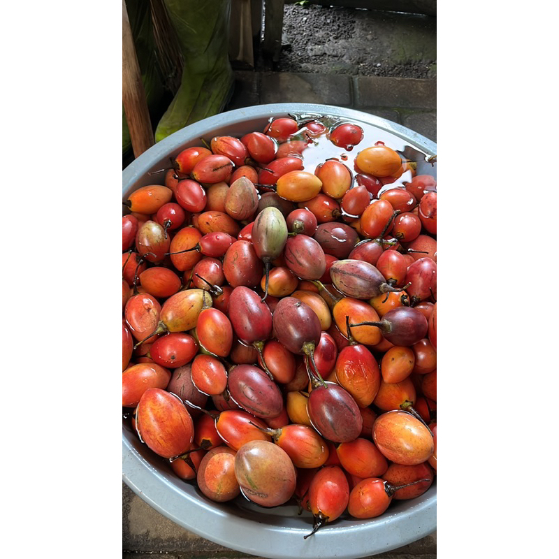 

Terong Belanda 2KG Fresh Metik Kebun Sendiri