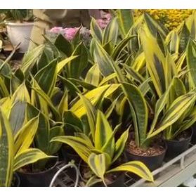 Lidah Mertua Sansevieria Gold Flame Tanaman Hias
