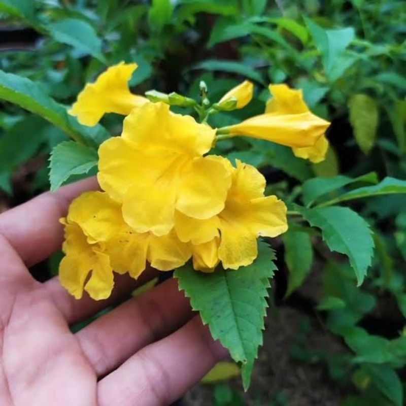 Tecoma Stans Yellow - Tecomaria - Cekomaria Kuning - Tanaman Hias Bunga