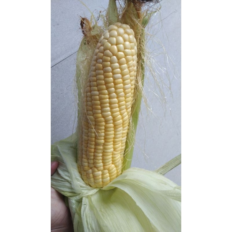 

jagung manis super jumbo isi 2-3 pcs 1 kg