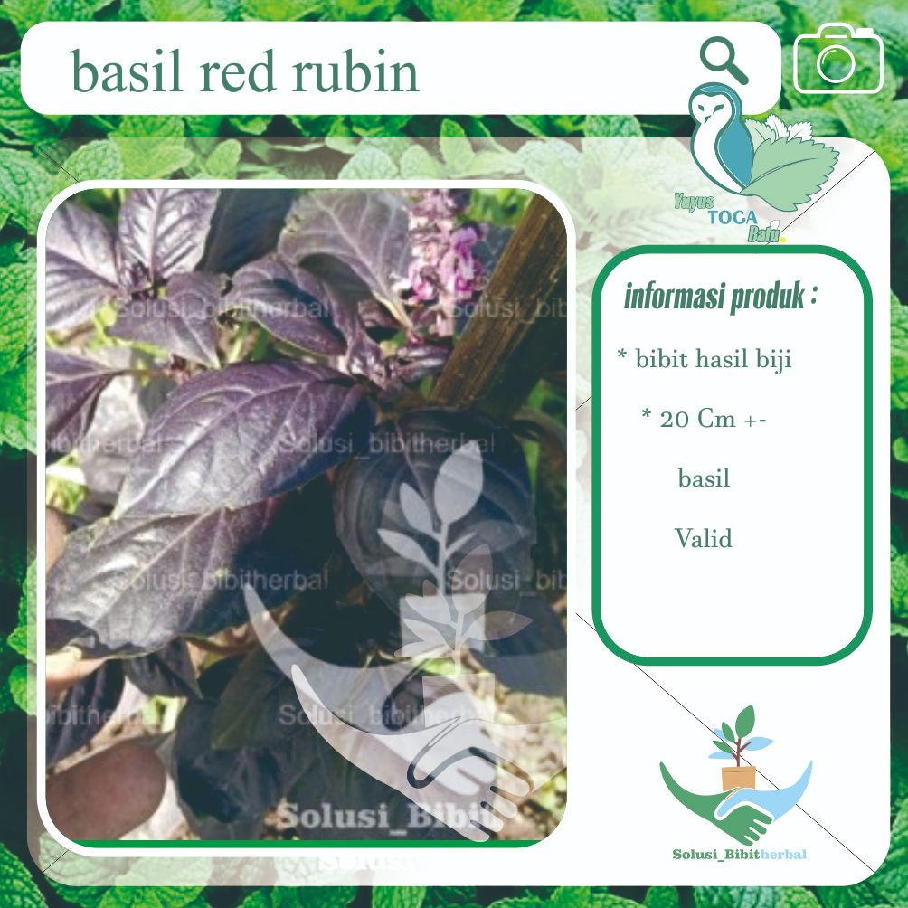 red basil red rubin basil ungu  purple