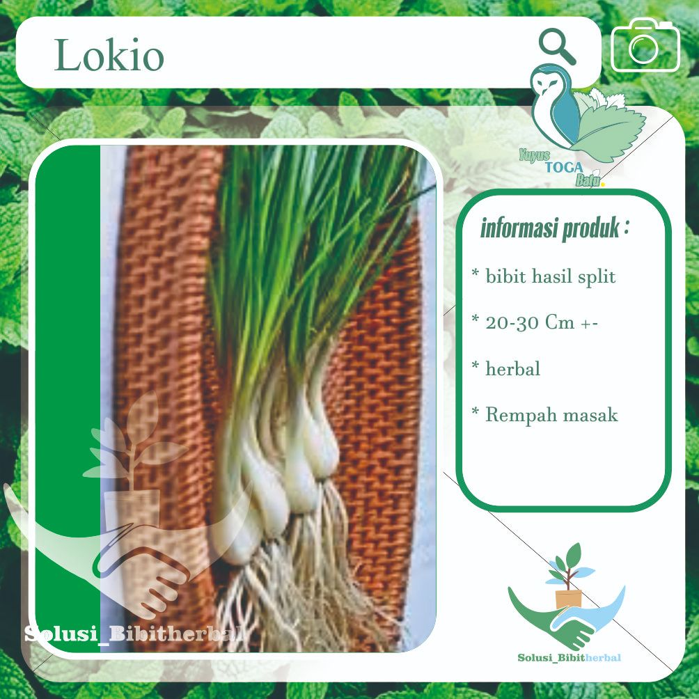 Bawang batak Bibit Lokio Hidup – Daun Bawang Lokio / Kucai | Yuyus Toga Batu