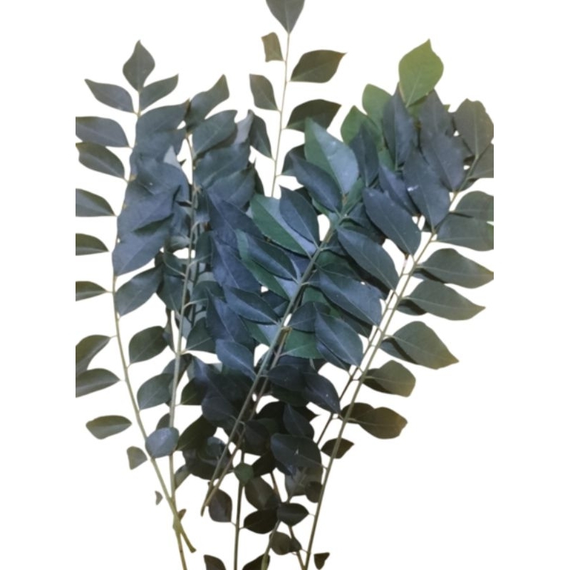 

Daun kari segar untuk masak 1ikat+30gr