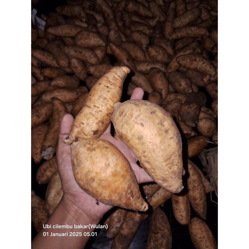 

1kg ubi cilembu asli sumedang