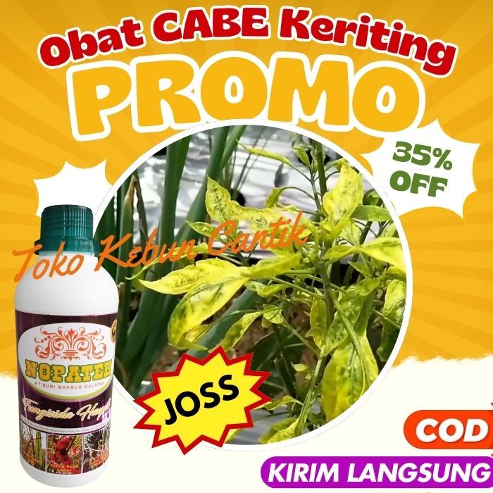 Solusi Penyakit Daun Cabai - Obat Virus Kuning Gemini Ampuh untuk Mengatasi Daun Keriting dan Kuning