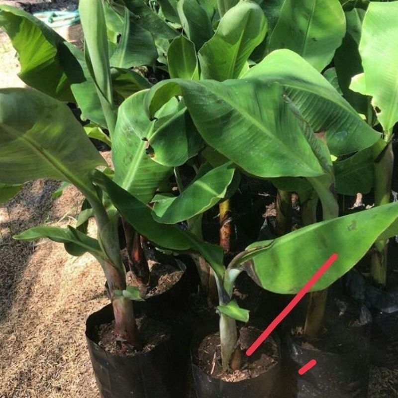 bibit pisang raja sajen