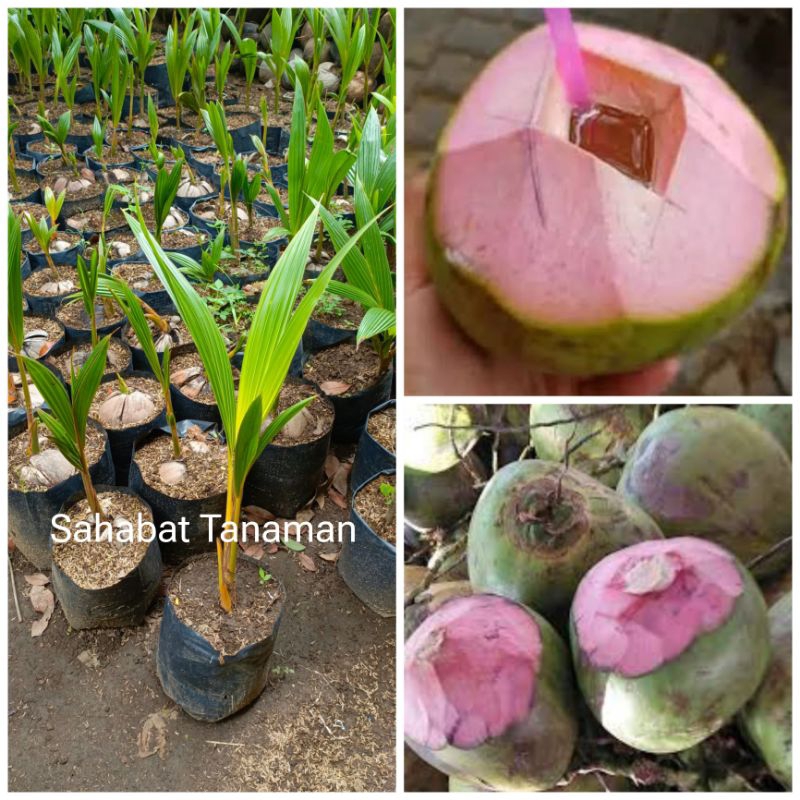 Bibit Kelapa Wulung degan ijo asli pink merah muda valid