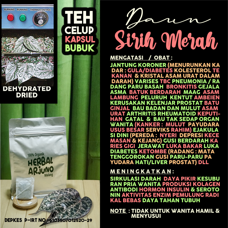 

Dehydrated Dried Teh Celup Kapsul Bubuk Daun Sirih Merah Obat Jantung Koroner Asam Urat Lambung Asma TBC Pneumonia Bronkitis Bau Badan Mulut Kanker Radang Payudara Hati Serviks Liver Prostat Kesuburan hepatitis Diabetes Keputihan Impotensi Herbal Alami