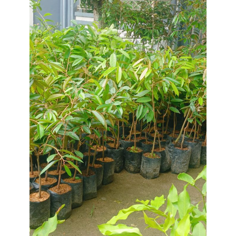 Bibit DURIAN MUSANGKING 1 METER