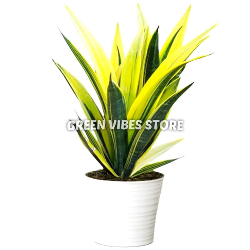 tanaman hias sensivera gold flame sensiveria golden flame