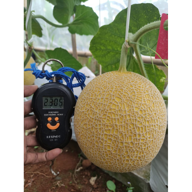 

Melon Premium Inthanon