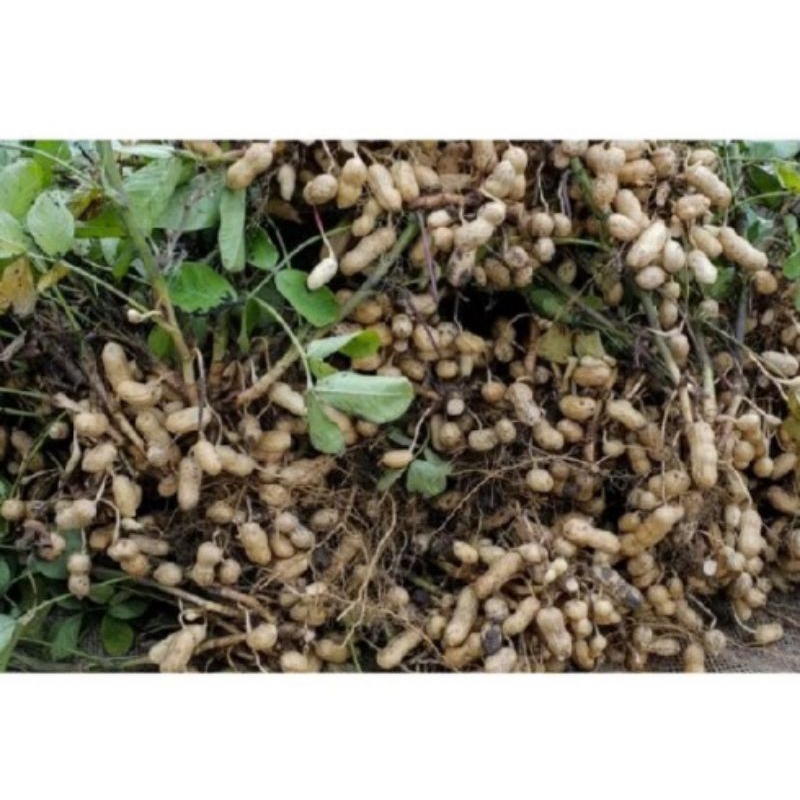 

1kg kacang tanah kulit mentah segar