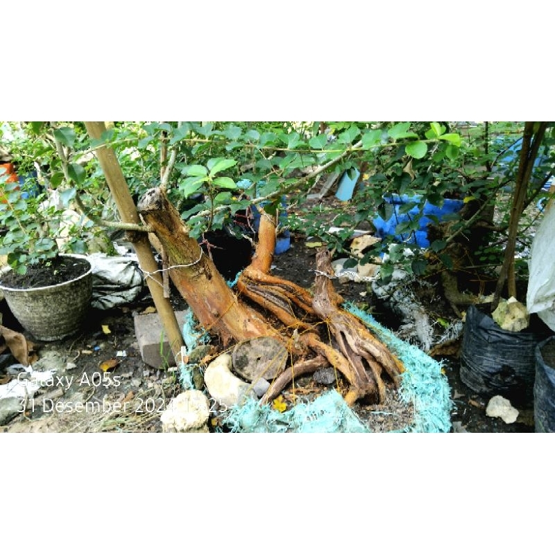 bahan bonsai sisir murah