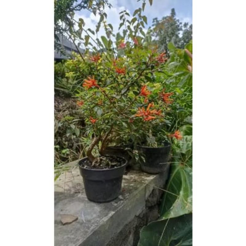 vegetasi lebah bunga pusaka tanaman hias/bahan bonsai