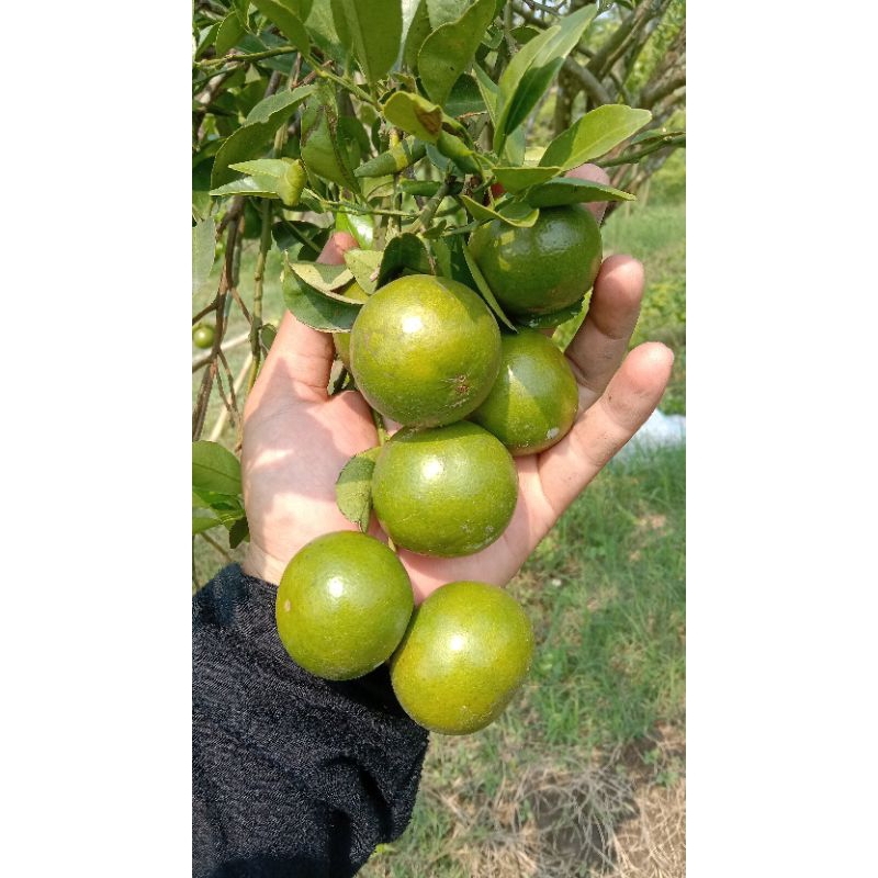 

Buah Jeruk Peras Semboro 1 KG.