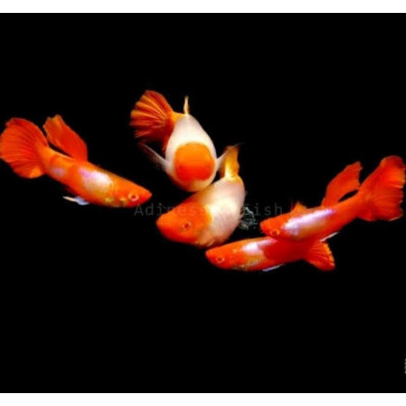 pakan + platinum koi