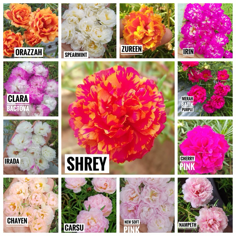 Bunga krokot tumpuk import