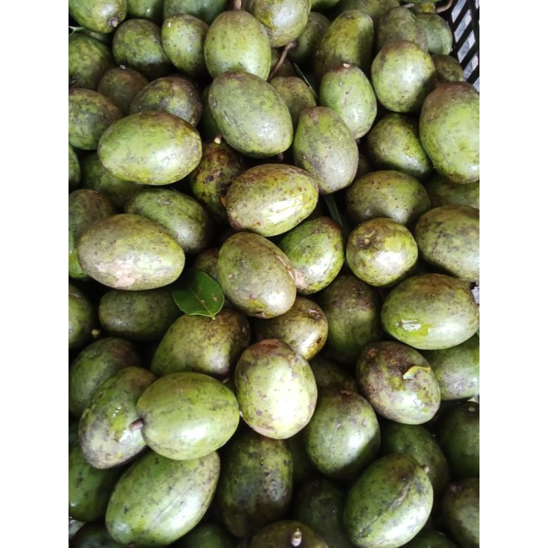 

Buah kedondong segar satu kilo gram