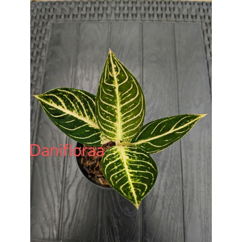 Aglaonema Pride Of Sumatra White