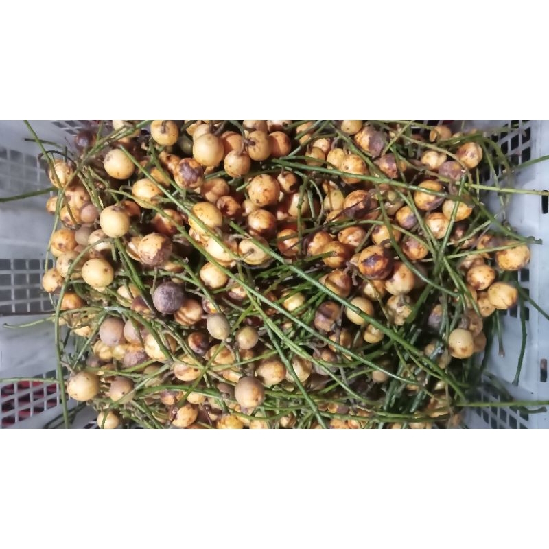 

kemondong 5kg