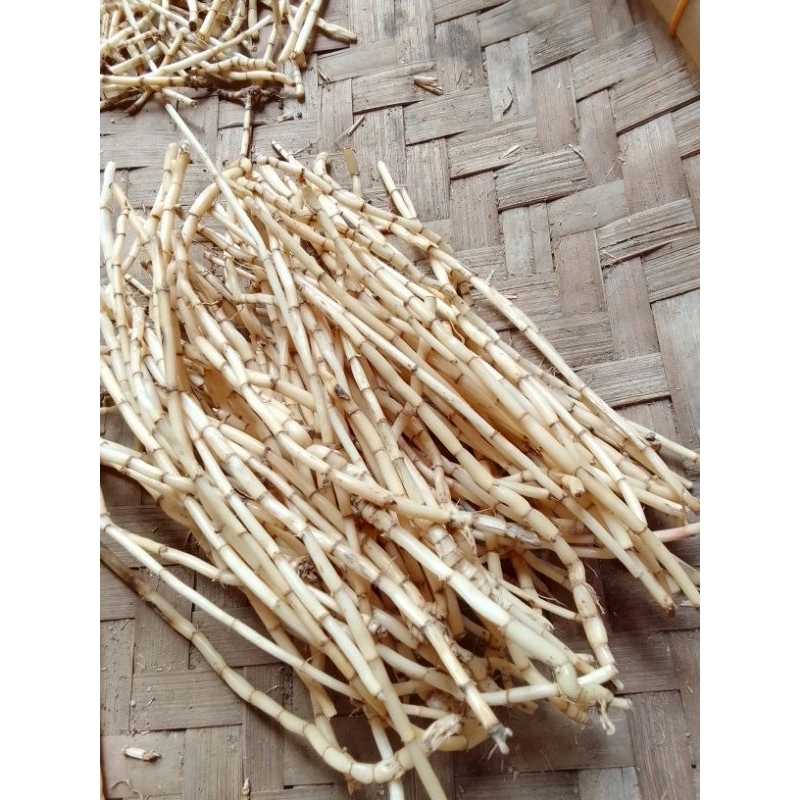 

akar alamg alang segar termurah asli alami atasi kencing manis batu ginjal