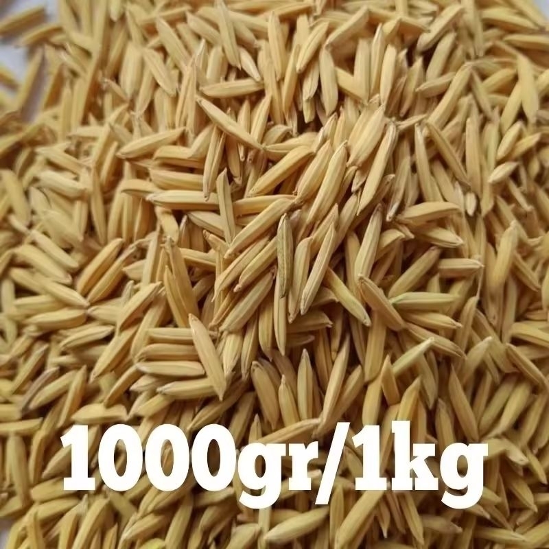 BENIH PADI BASMATI 1KG (basmati rice )beras asli India / pakistan