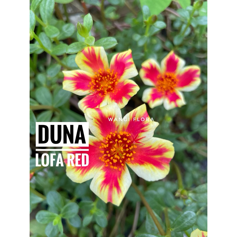 Bunga krokot Duna Loffa Red Jz