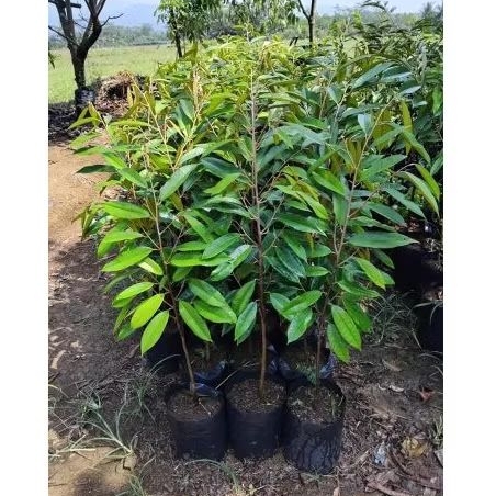 Bibit Durian Musangking Tinggi 1 Meter