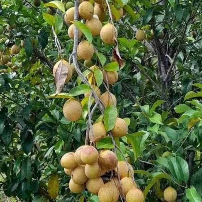 

1kg Buah pala segar langsung petik / bahan Manisan Buah Pala