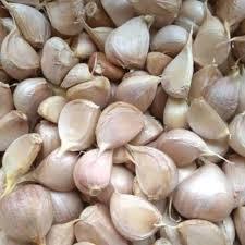

BAWANG PUTIH KATING 500 GRAM FRESHFARM88