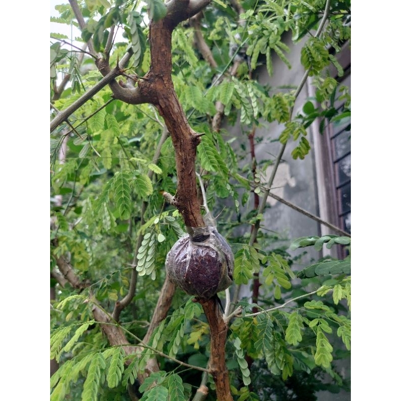 Bibit Brazilian Rain Tree