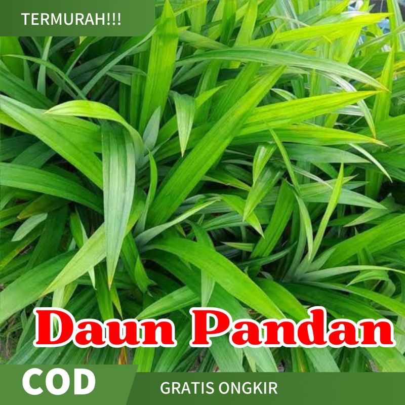 

Daun Pandan Termurah