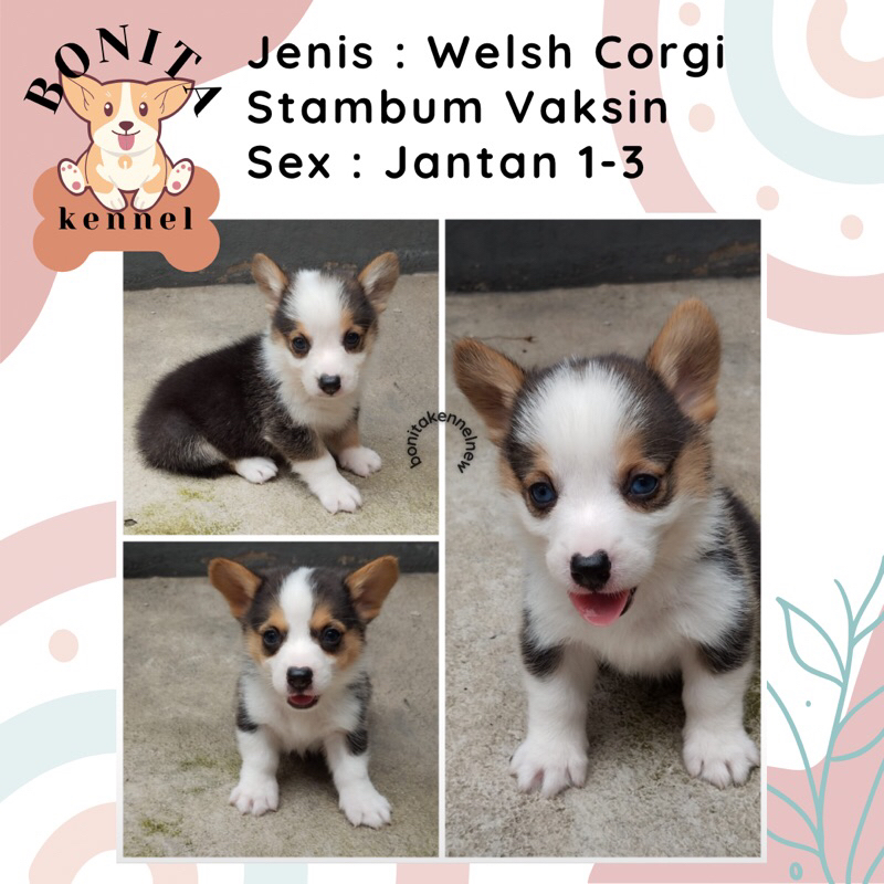 Welsh Corgi Stambum Long Hair Anak Anjing Corgi Jantan Betina Sable Three Color