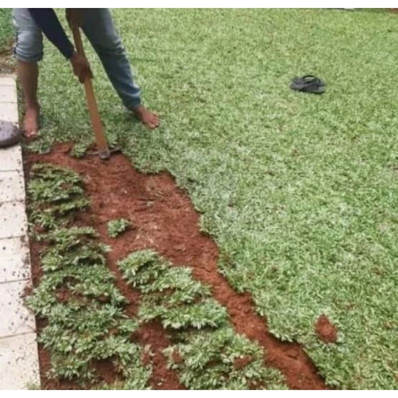 rumput gajah mini varigata 1 meter full