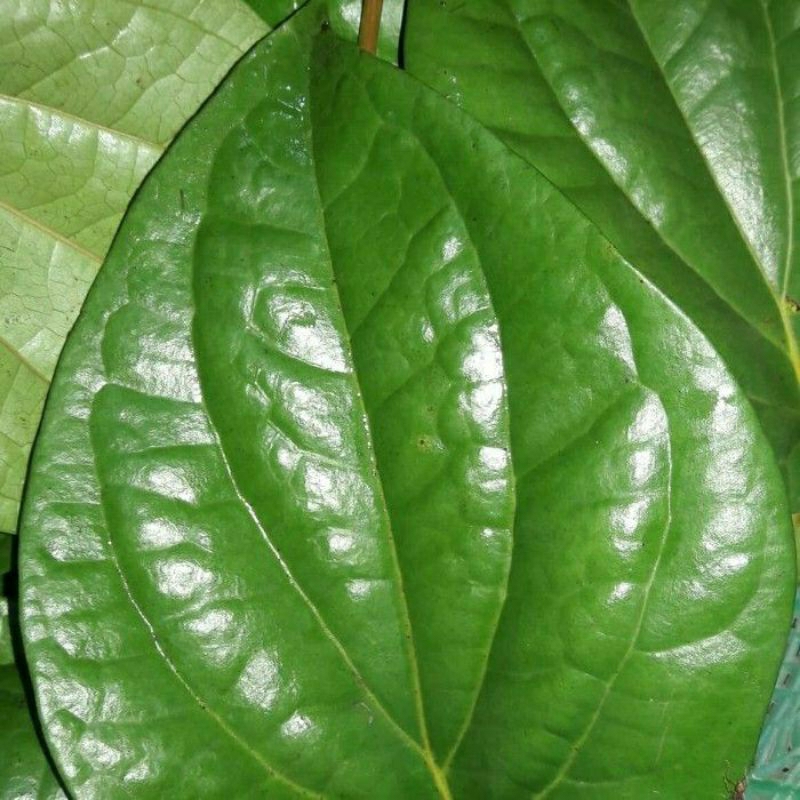 

paket/ramuan rempah-rempah daun untuk sauna (leuhang)