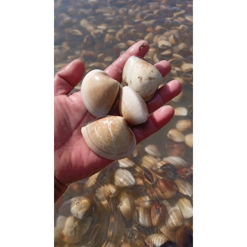 

kerang tahu kerang kepa 1kg hidup