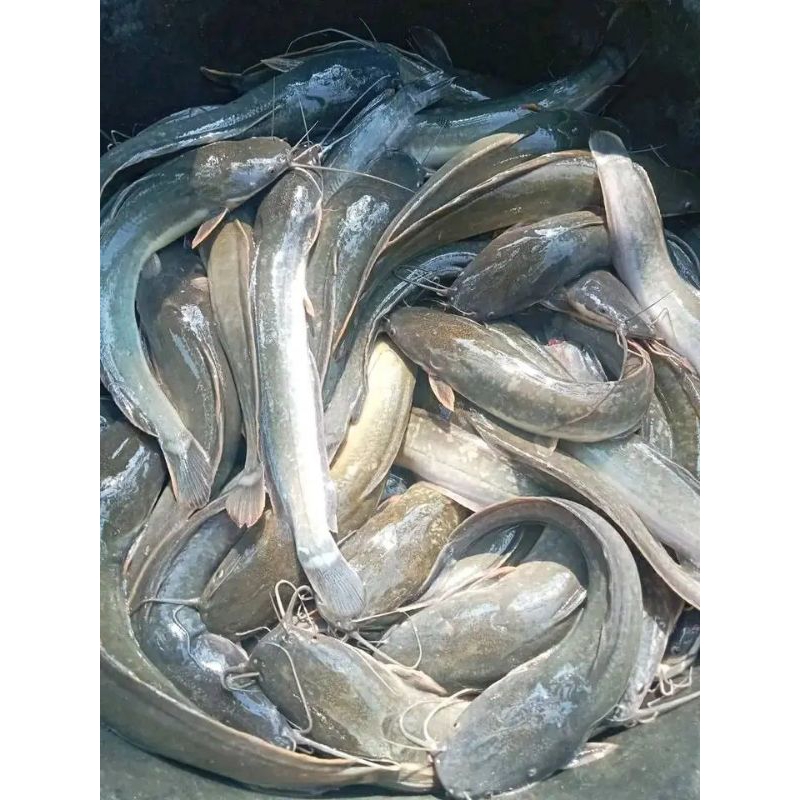 

ikan lele hidup 1kg ikan lele air tawar bergaransi