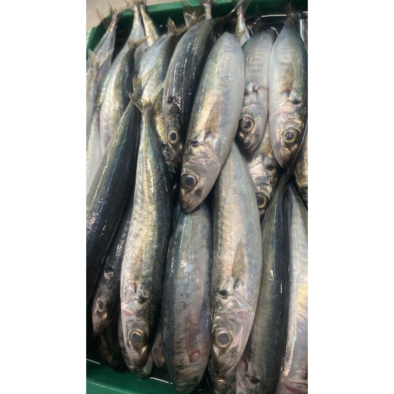

ikan sarden