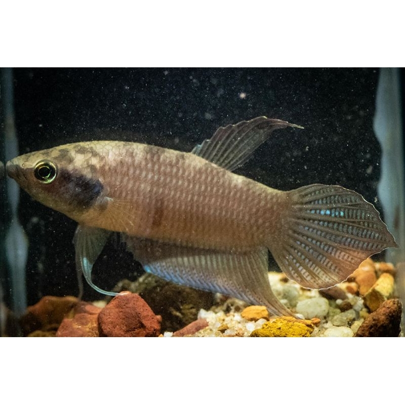 cupang alam jawa /wild betta fish hasil tangkap alam 2 ekor