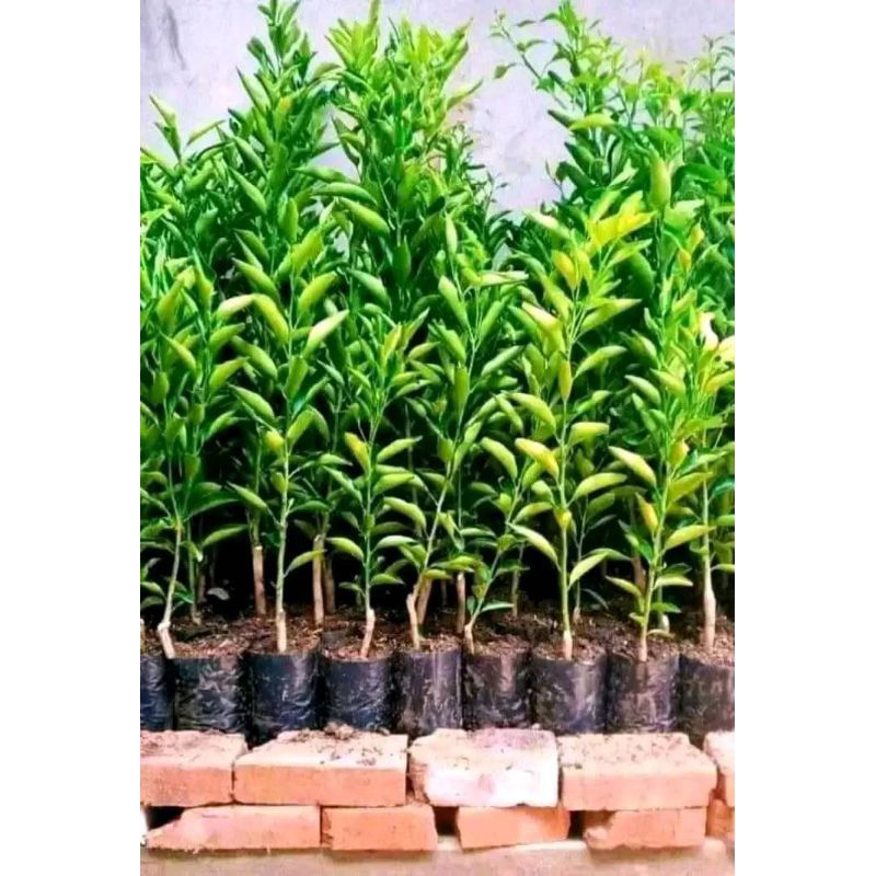 bibit jeruk~bw jeruk superan