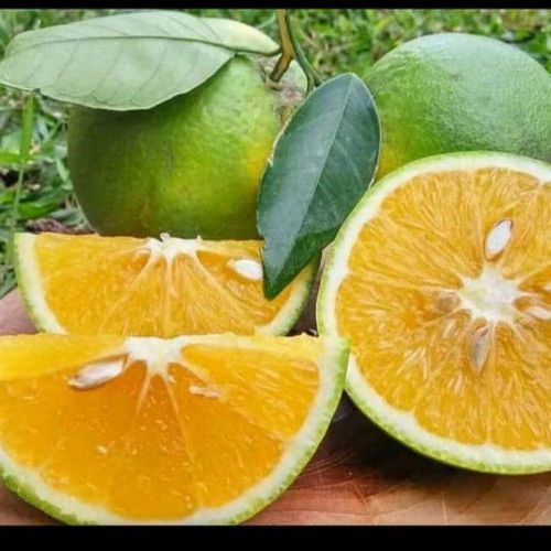

INDUKAN BIBIT JERUK SUNKIST BABY JAVA SUDAH BERBUAH SPESIAL LIVE