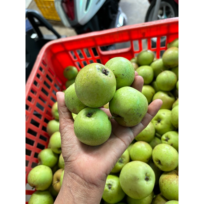 Apel manalagi mini 1kg /isi 18-24 buah /apel malang fresh