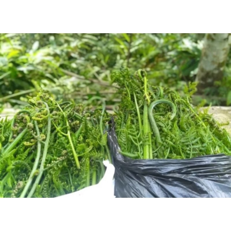 

Pakis sayur segar murah 500gram murah