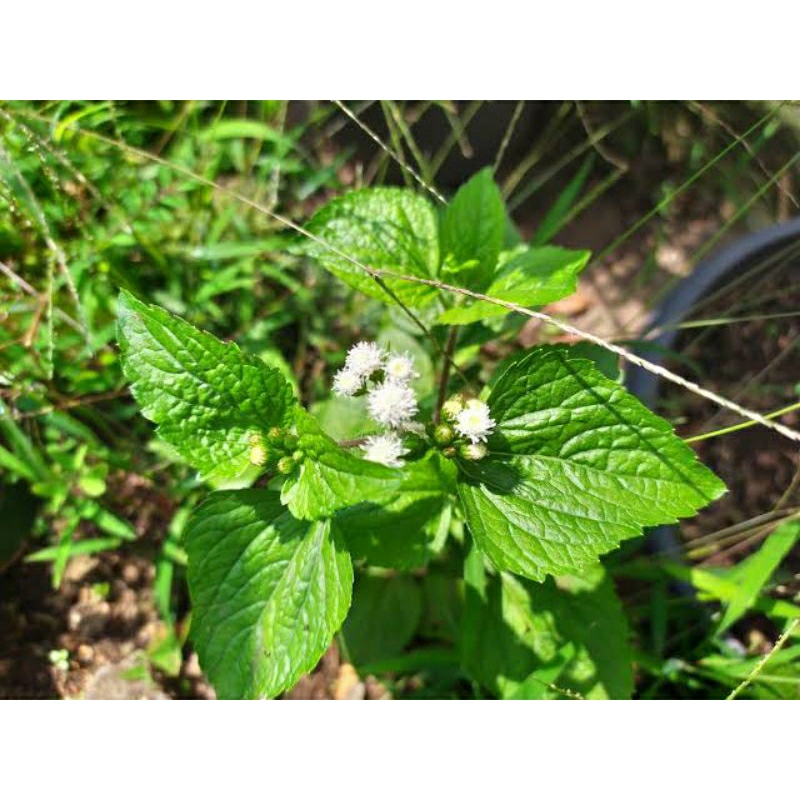 

daun bandotan/babadotan 500 gr